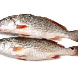 Croaker Fish /Kg